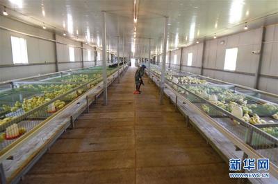 贵州锦屏:鹅产业助农增收