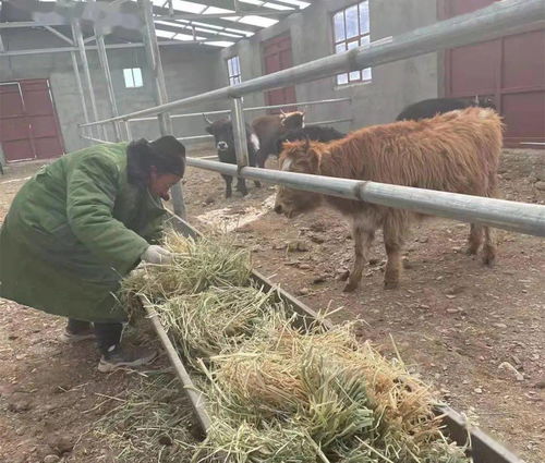 上红科乡生态畜牧业联合社牦牛养殖为乡村振兴注入新活力