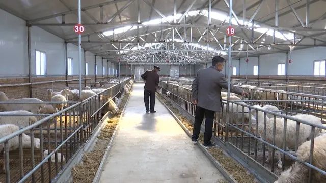 庆阳:大力发展肉羊产业,铺就群众致富路