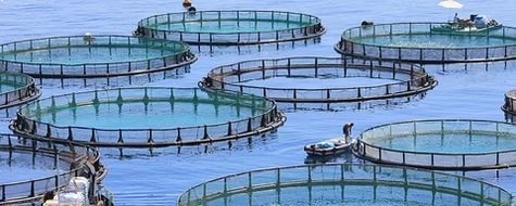 【独家新闻】上半年俄罗斯水产养殖产品产量增长70.6% За полгода производство продукции аквакультуры выросло на 70,6%